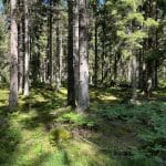 Långritt på Tullgarn