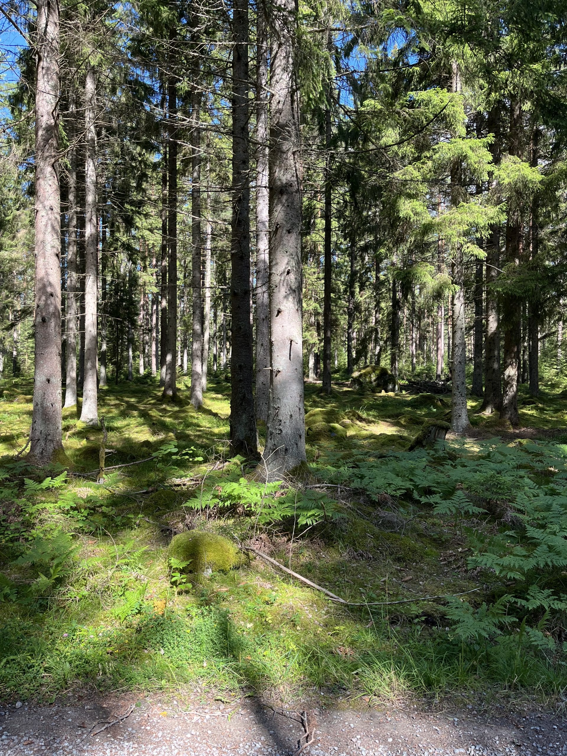 Långritt på Tullgarn